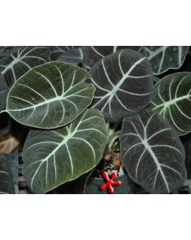 Alocasia reginula 'Black Velvet'