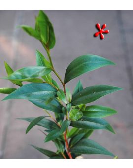 Agonis flexuosa Peppermint Tree