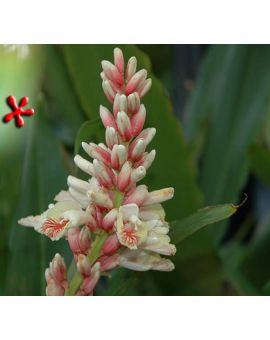 Alpinia oxyphylla 