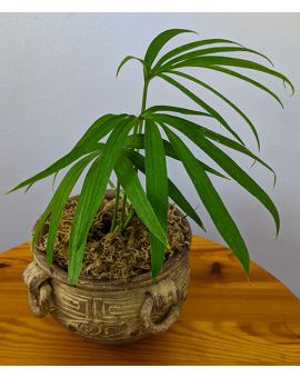 Amydrium zippelianum