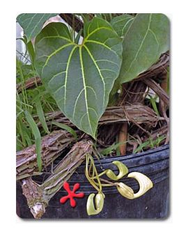 Aristolochia leuconeura
