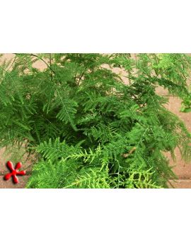 Asparagus Fern