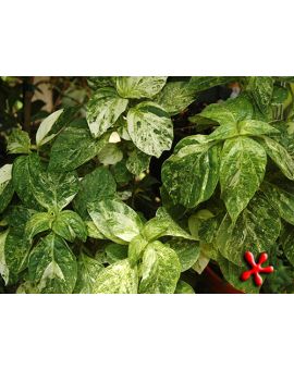 Barleria Cristata 'Variegata' 'Phillipine Violet'