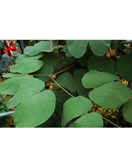Bauhinia sp. 'Giant-Leaf Bauhinia Vine'