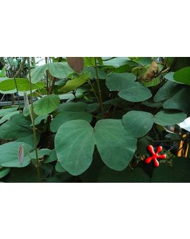 Bauhinia sp. 'Giant-Leaf Bauhinia Vine'