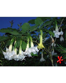 Brugmansia 'Double White'