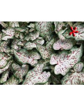 Caladium 'Gingerland'