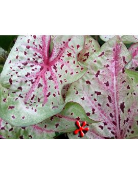 Caladium 'Miss Muffet'