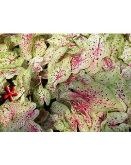 Caladium 'Miss Muffet'