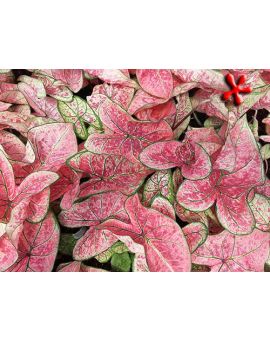 Caladium 'Pink Cloud'