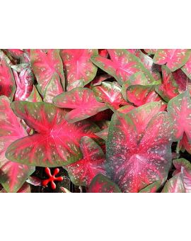 Caladium 'Red Flash'