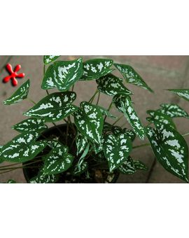 Caladium humboldtii