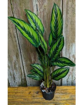 Goeppertia Calathea 'Beauty Star'