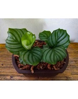 Goeppertia Calathea orbifolia