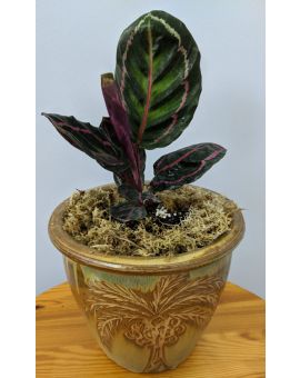 Calathea roseopicta