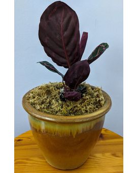 Calathea roseopicta