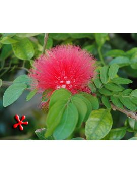 Calliandra haematocephala 'Red' 
