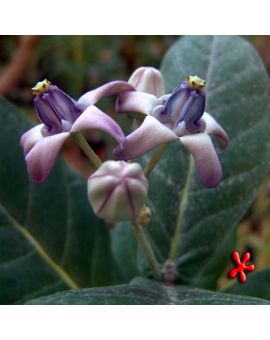 Calotropis gigantea 'Giant Milkweed'