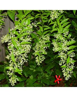 Cestrum nocturnum