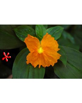 Costus igneus 'Fiery Spiral Ginger' Insulin Plant
