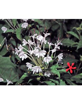 Clerodendrum incisum
