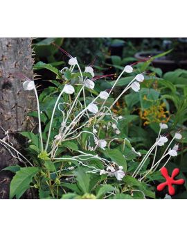 Clerodendrum incisum