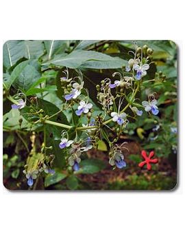 Clerodendrum ugandense
