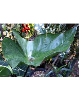 Colocasia Tea Cup