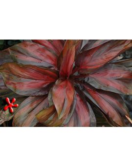 Cordyline terminalis 'Octane'