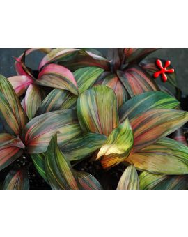 Cordyline terminalis 'Octane'