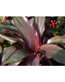 Cordyline terminalis 'Ruby'