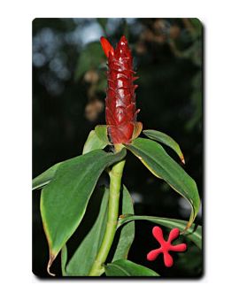 Costus 