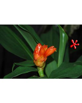 Costus scaber 