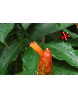 Costus scaber 