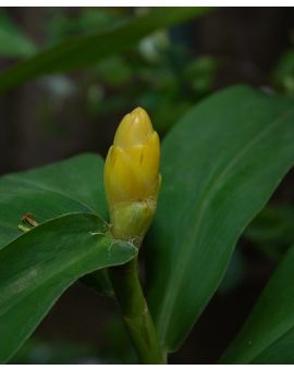 Costus spicatus 'Yellow'