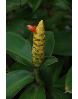 Costus spicatus 'Yellow'