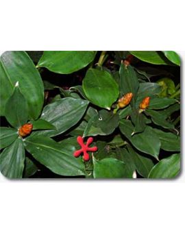 Costus spicatus
