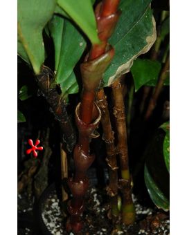 Costus vinosus 