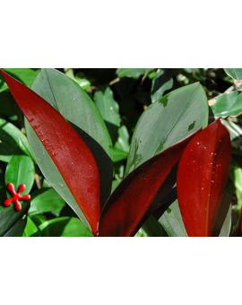 Costus vinosus 