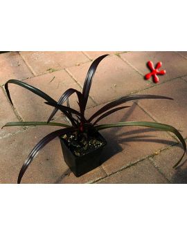 Crinum x 'Menehune' 'Red Bog Lily'