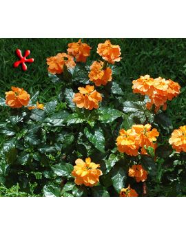 Crossandra infundibuliformis 