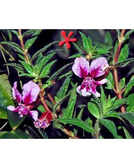 Cuphea 'Miss Priss'