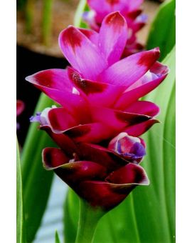 Curcuma 'Giant Ruby'