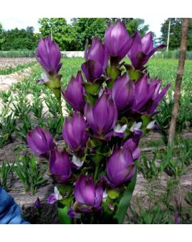 Curcuma alismatifolia 'Blue Heaven'