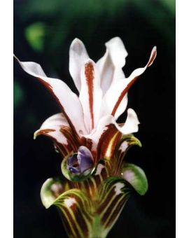 Curcuma rhabdota 'Chocolate Zebra'