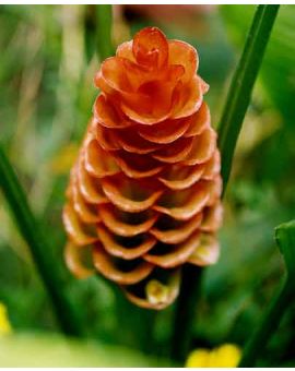Curcuma roscoeana 'Pride of Burma'