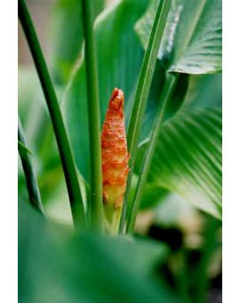 Curcuma roscoeana 'Pride of Burma'