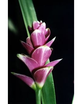 Curcuma 'Precious Patumma'