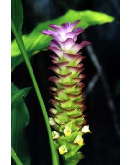 Curcuma cordata 'Jewel of Thailand'