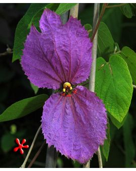 Dalechampia dioscoreifolia 'Costa Rican Butterfly Vine'